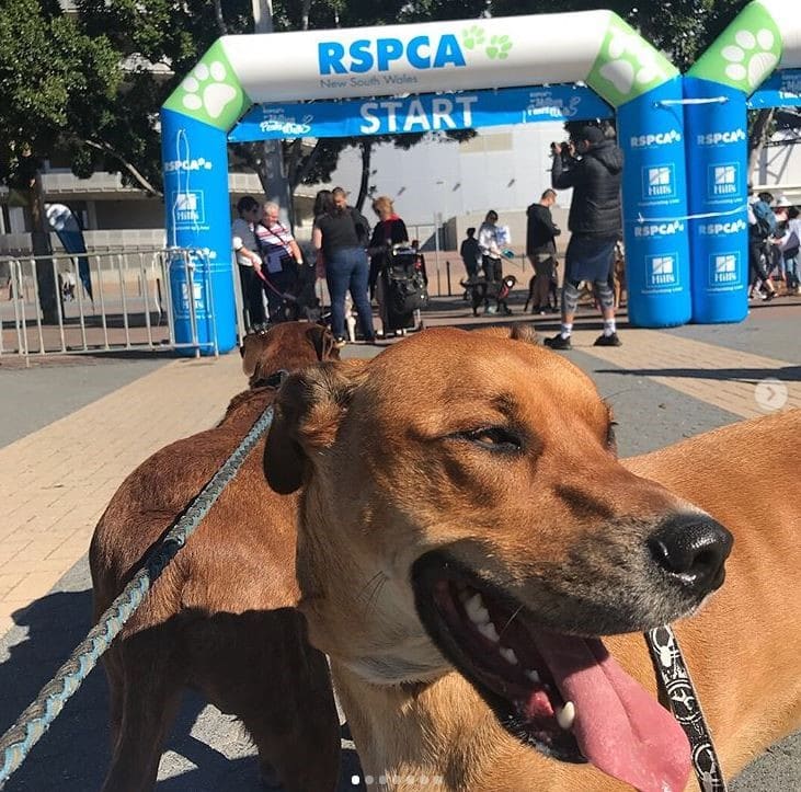 Dog and Inflatable Arch